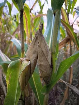 Mature corn cobs with dried Stock Photos