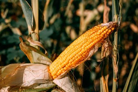 Mature corn ear emerging from its green husk in a sunlit agricultural field.. Stock Photos