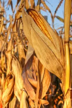 Mature corn Stock Photos