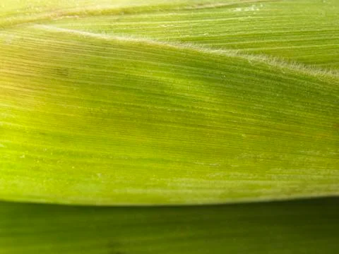 Mature corn Foto stock