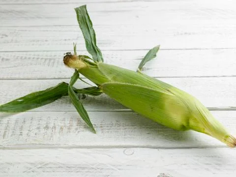 Mature corn Stock Photos