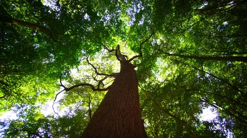 Mature Deciduous Tree in a Ukrainian Forest Wilderness Stock-Footage 129591992