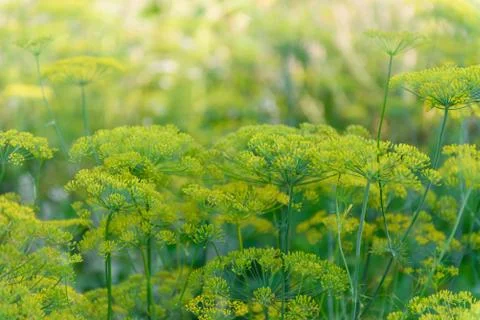 Mature dill Stock Photos