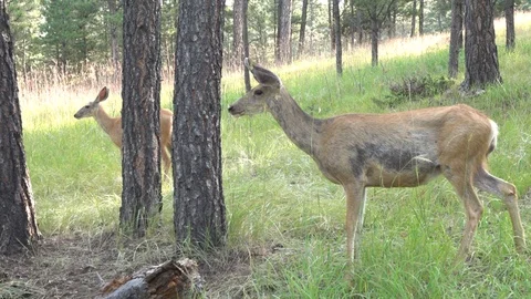 Mature Doe tries to drive two interlopers away from "her" territory Stock Footage 124600142