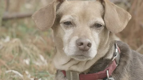 Mature Dog 01 Stock Footage 223035258