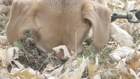 Mature Dog Looking For A Mole Stock Footage 223034600