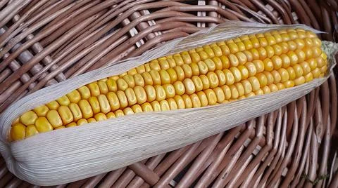 Mature ear of maize with rows of kernels and husks in a wicker basket Stock Photos