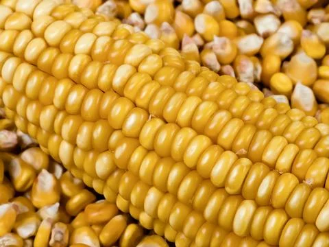Mature ear of maize with rows of kernels, close up Stock Photos
