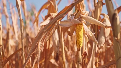 Mature ear of yellow maize growing on dry stalks in an autumn cornfield. Co.. Stock Footage 345498059