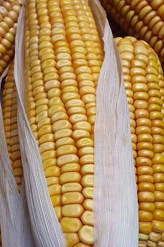 Mature ears of maize with rows of kernels and husks, close up. Stock Photos