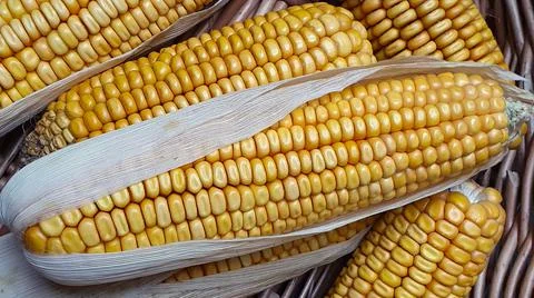 Mature ears of maize with rows of kernels and husks, close up. Stock Photos