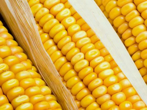 Mature ears of maize with rows of kernels and husks, close up Stock Photos