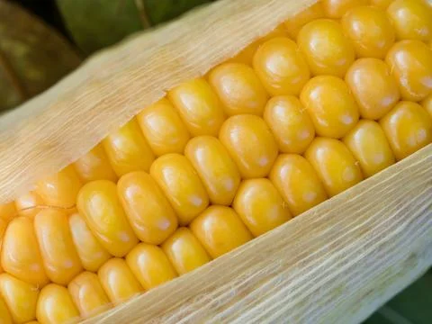Mature ears of maize with rows of kernels and husks, close up Stock Photos