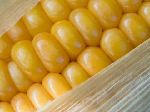 Mature ears of maize with rows of kernels and husks, close up Stock Photos