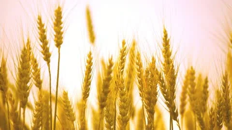 Mature ears of wheat wave on a wind Stock Footage 12237087