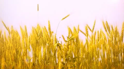 Mature ears of wheat wave on a wind Video stock 12237165