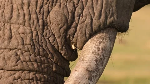 Mature Elephant with trunks in Kenya, closeup shot Stockbeeldmateriaal 291624370