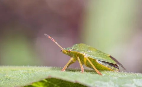 Mature Eurasian Green shield bug Palomena prasina on a green leaf, side view Stock Photos