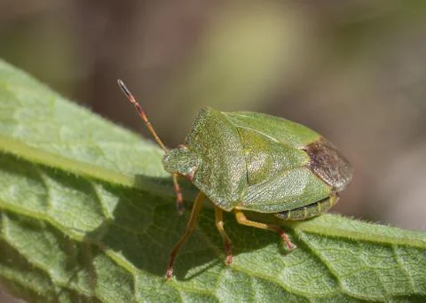 Mature Eurasian Green shield bug Palomena prasina on a green leaf, high angle Stock Photos