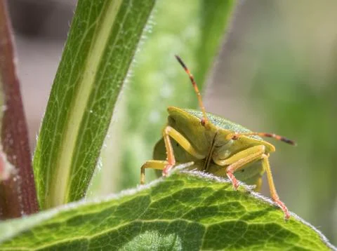 Mature Eurasian Green shield bug Palomena prasina on a green leaf, portrait of Stock-Fotos