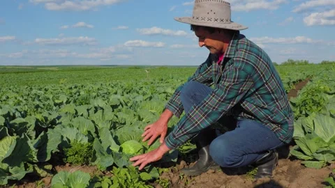 Mature farmer analyzing how to control pests and diseases when growing cabbage. Stock Footage 264306451