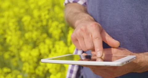 Mature Farmer Using Digital Tablet At Rapeseed Field Stock Footage 90786442