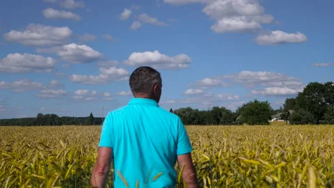 Mature farmer walking down the wheat field touching wheat ears with hands - Video stock 135982230