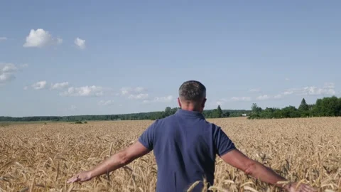 Mature farmer walking down the wheat field touching wheat ears with hands - Video stock 135982638