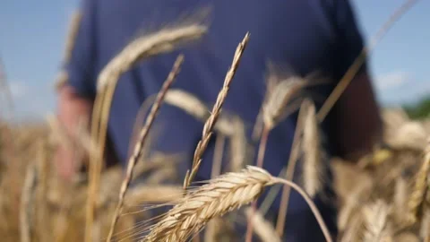 Mature farmer walking down the wheat field touching wheat ears with hands - out Stock-Footage 135983417