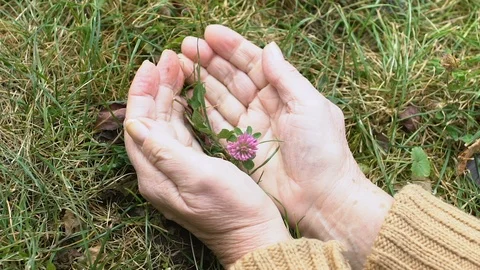Mature female hands taking care of wild flower, ecological preservation, harmony 스톡 동영상 119013169