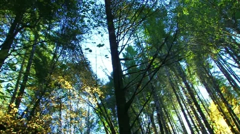 Mature Forest 1 Stock Footage 10867530