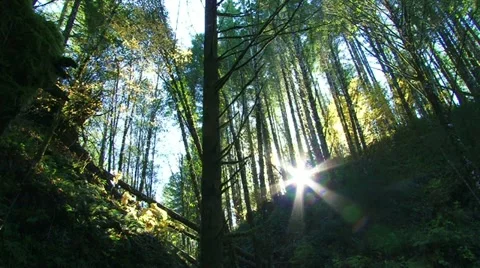 Mature Forest 2 Stock Footage 10867548