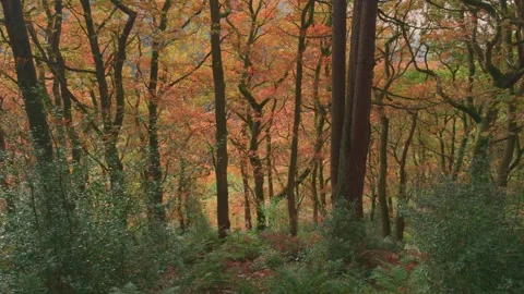 Mature forest in autumn fall Stock Footage 255612170