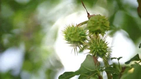 Mature fruit of the prickly chestnut Stock Footage 78516838