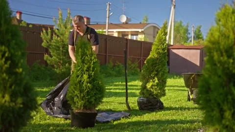 Mature gardener preparing thuja tree for planting in sunny backyard Stock Footage 335898260