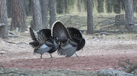 Mature Gobblers Strut, Display and Drag Wings  on Gravel Road Stock Footage 49104974