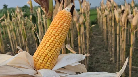 Mature Golden Corn Cob Ready for Harvest in Agricultural Maize Field Video Stock Footage 343877409