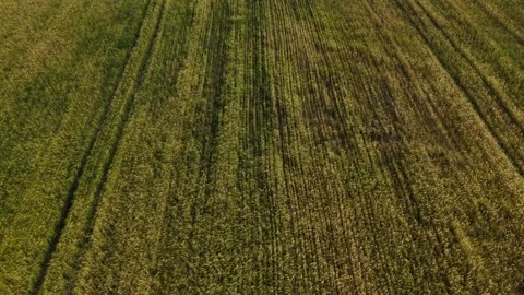 Mature Grain Field – Forward Tilt Down Wide Aerial Flight Over Ripening Crops Stock Footage 337138867