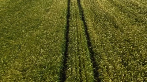 Mature Grain Field – Low Sideways Right Wide Aerial Flight Above Grain Heads Video stock 337137839
