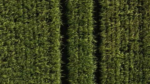 Mature Grain Field – Low Top Down Forward Telephoto Flight Over Tractor Tracks Video stock 337172891