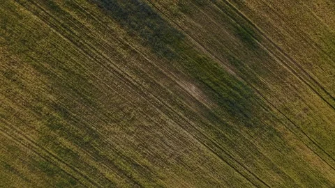 Mature Grain Field – Top Down Wide Diagonal Flight Across Planting Lines Video stock 337136097