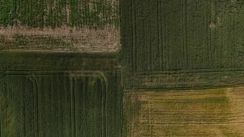 Mature Grain Field – Top Down Forward Wide Aerial Flight Over Field Junction Video stock 337160487