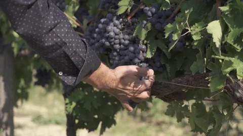 Mature grape control Stock Footage 71323524