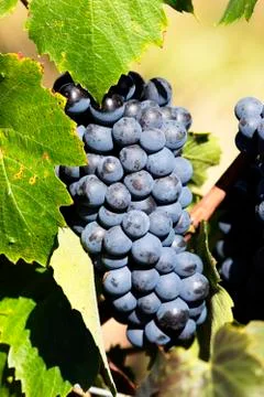 Mature grape Stock Photos