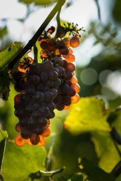 Mature grape Stock Photos