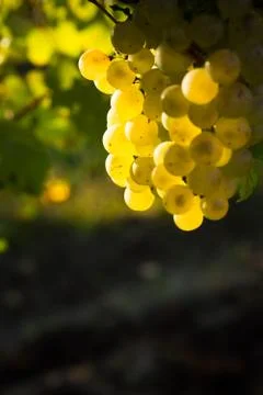 Mature grape Stock Photos