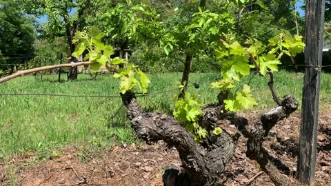 Mature grapevine in early spring Stock Footage 107278022