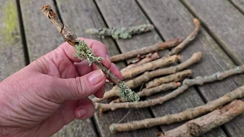 Mature hand examining a branch covered with gray green lichen Stock Footage 344818985