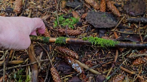 Mature hand examining a moss covered stick on a wet forest floor Stock-Footage 344980876