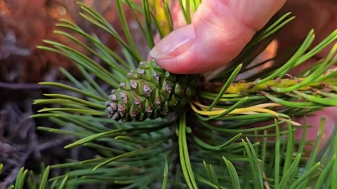 Mature hand examining a pine cone in the forest Stock Footage 340582942